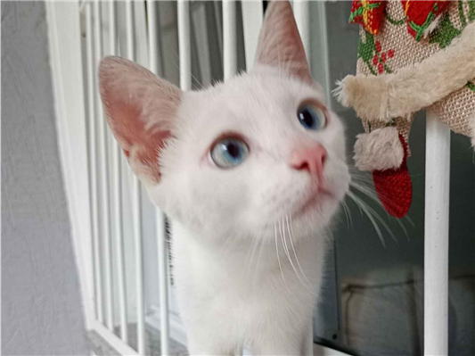 Gato para adoção Macho Pequeno 2 a 6 meses