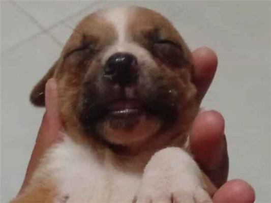 Cachorro cão para adoção Macho Médio  Abaixo de 2 meses 