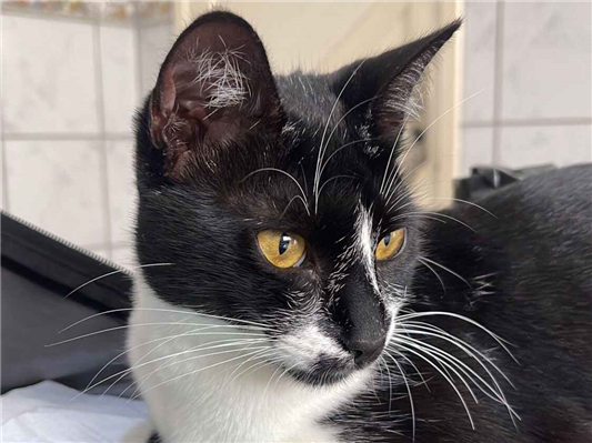 Gato Procura-Perdido Fêmea Médio 7 a 11 meses 