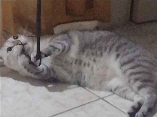 Gato para adoção Fêmea Médio 6 anos Acima