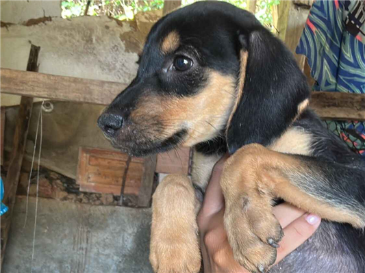 Cachorro cão para adoção Ambos Pequeno 2 a 6 meses 