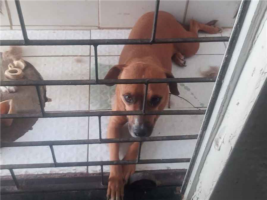 Cachorro cão para adoção Fêmea Médio  2 a 6 meses 
