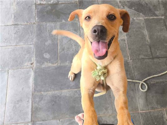 Cachorro cão para adoção Fêmea Pequeno 2 a 6 meses 