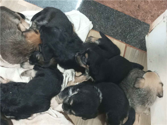 Cachorro cão para adoção Ambos Médio  Abaixo de 2 meses 