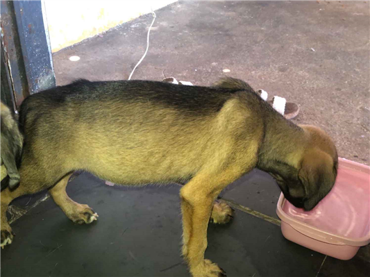 Cao - Macho Pequeno2 a 6 meses