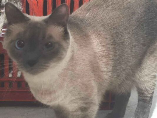 Gato para adoção Macho Médio 1 ano