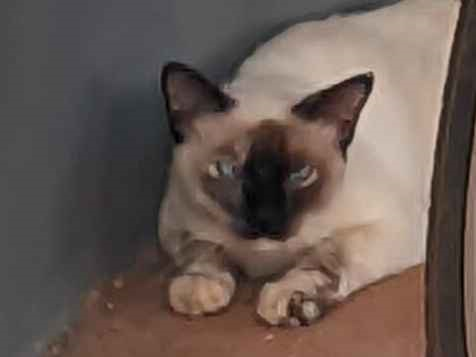 Gato para adoção Fêmea Médio 7 a 11 meses