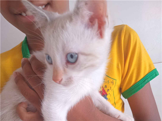 Gato para adoção Fêmea Pequeno 2 a 6 meses