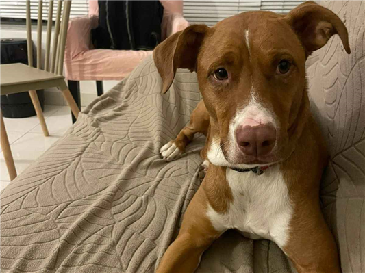 Cao Procura-Perdido Macho Médio 3 anos 