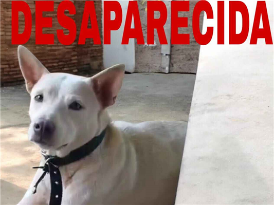 Cao Procura-Perdido Fêmea Médio 2 anos 