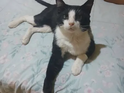 Gato SRD-ViraLata Grande 1-ano