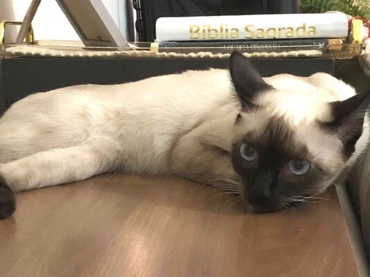 Gato para adoção Fêmea Médio 7 a 11 meses