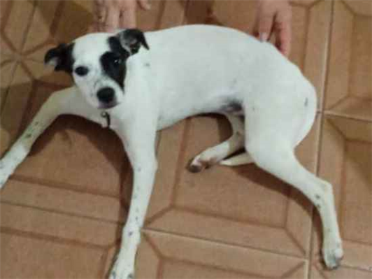 Cachorro cão para adoção Fêmea Médio  2 a 6 meses 