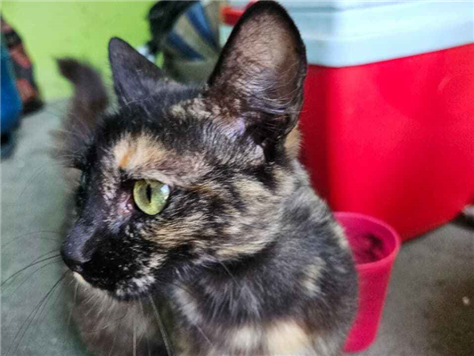 Gato para adoção Ambos Pequeno 1 ano