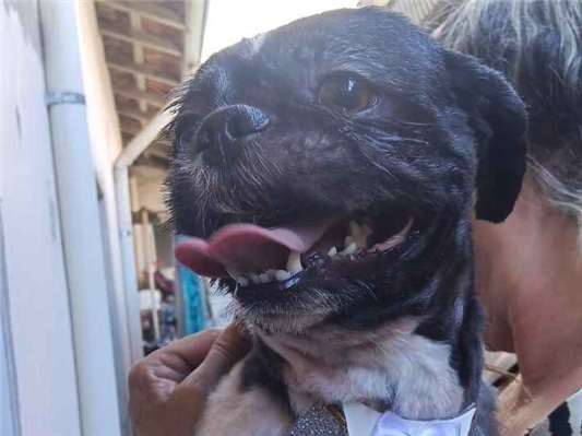 Cachorro cão para adoção Macho Médio  3 anos 