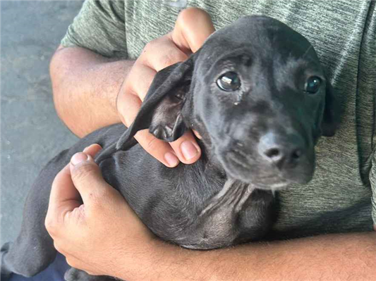 Cachorro cão para adoção Fêmea Médio  2 a 6 meses 
