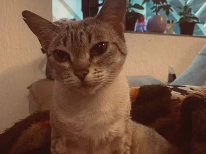 Gato Siamês Pequeno 6-anos-Acima