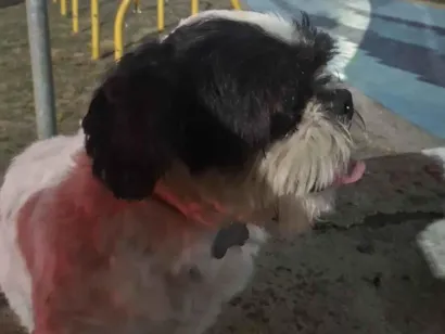 Cao Shitzu Pequeno 6-anos-Acima
