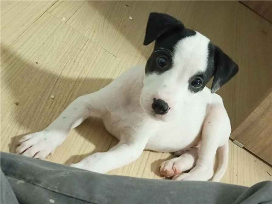Cachorro cão para adoção Macho Médio  2 a 6 meses 