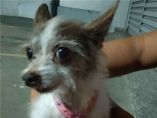 Cao - Fêmea Pequeno1 ano