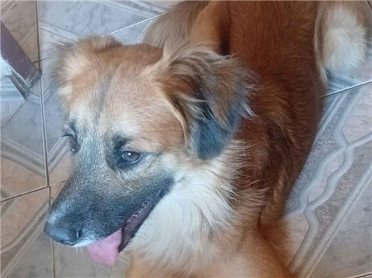 Cachorro cão para adoção Macho Grande 2 anos 