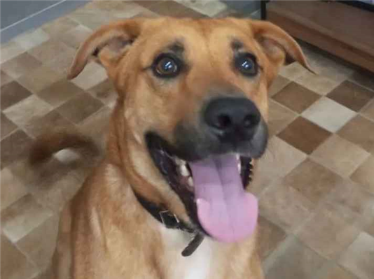 Cachorro cão para adoção Macho Médio  3 anos 