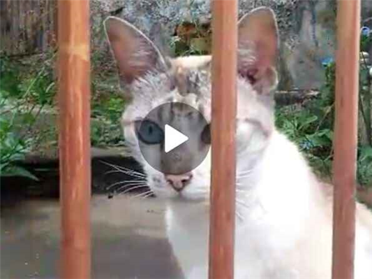 Gato para adoção Fêmea Médio 1 ano