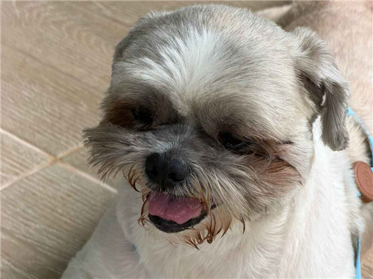 Cao - Macho Médio5 anos