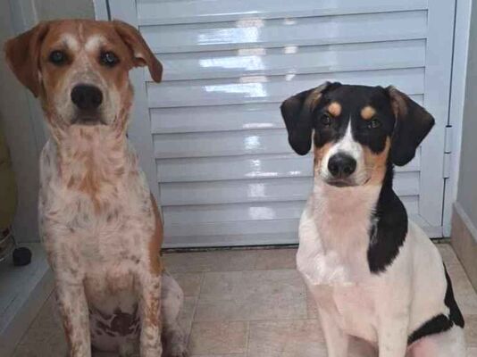 Cachorro cão para adoção Macho Médio  7 a 11 meses 