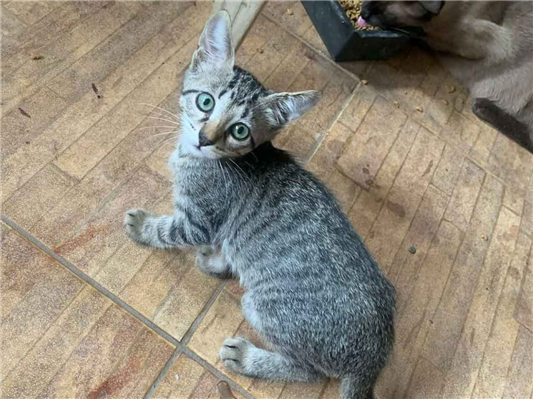 Gato para adoção Macho Pequeno Abaixo de 2 meses