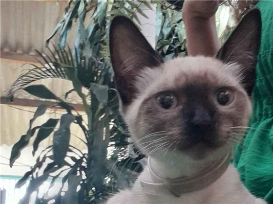 Gato para adoção Fêmea Pequeno 2 a 6 meses