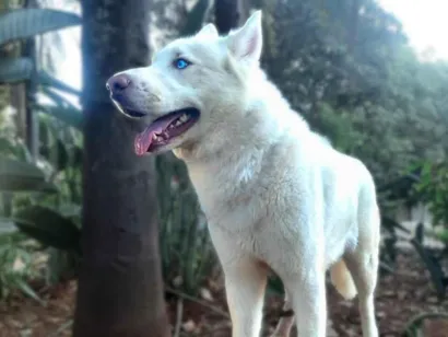 Cao Husky Siberiano Medio 4-anos