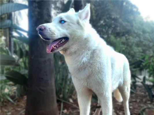Cachorro cão para adoção Macho Médio  4 anos 
