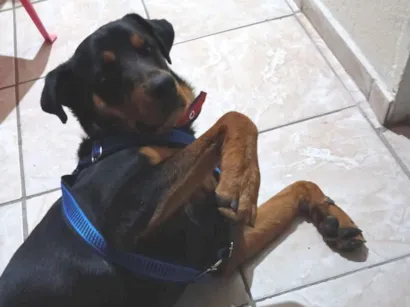 Cao Rottweiler Grande 7-a-11-meses