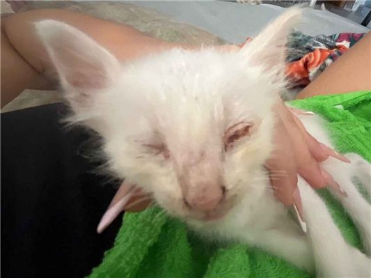 Gato para adoção Macho Pequeno Abaixo de 2 meses