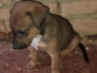 Cao SRD-ViraLata Medio 2-a-6-meses