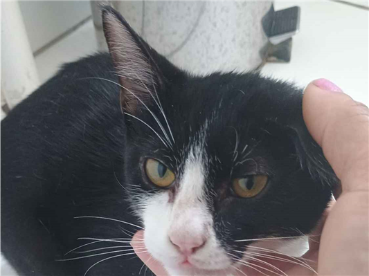Gato para adoção Macho Pequeno Abaixo de 2 meses