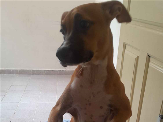 Cachorro cão para adoção Fêmea Médio  2 a 6 meses 