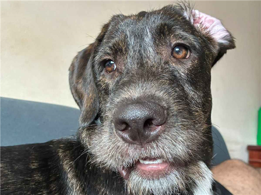 Cachorro cão para adoção Fêmea Médio  2 a 6 meses 