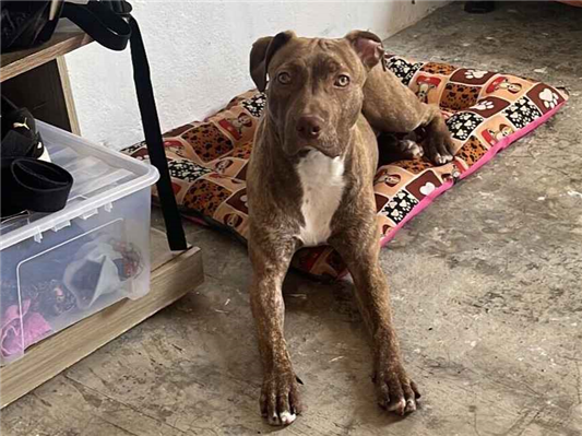 Cachorro cão para adoção Fêmea Médio  7 a 11 meses 