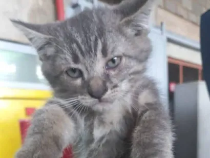 Gato SRD-ViraLata Pequeno Abaixo-de-2-meses