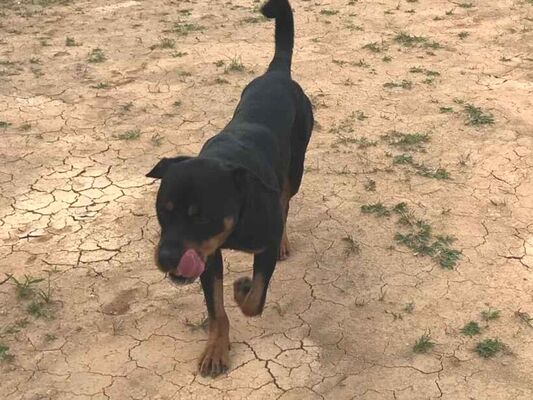 Cachorro cão para adoção Macho Médio  5 anos 