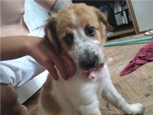 Cachorro cão para adoção Fêmea Médio  2 a 6 meses 