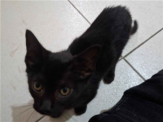Gato para adoção Fêmea Pequeno Abaixo de 2 meses