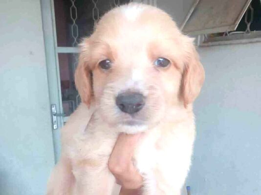 Cachorro cão para adoção Macho Médio  2 a 6 meses 