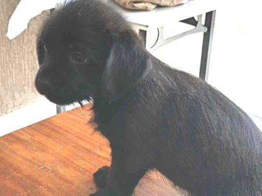 Cachorro cão para adoção Macho Pequeno Abaixo de 2 meses 