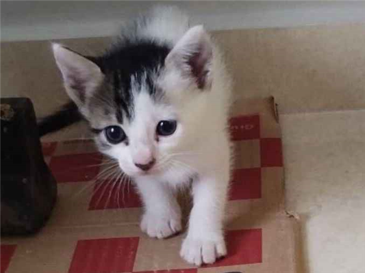 Gato para adoção Fêmea Pequeno Abaixo de 2 meses