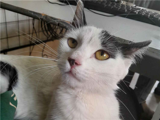 Gato para adoção Fêmea Médio 2 a 6 meses