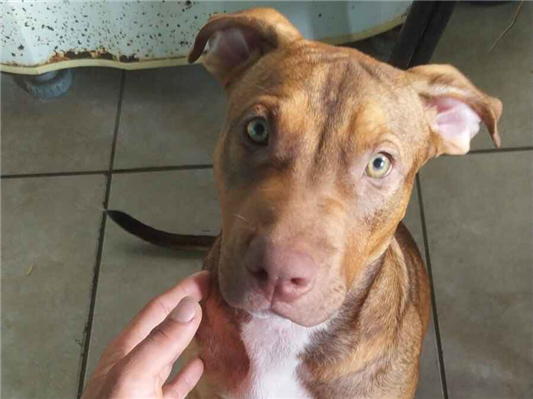 Cachorro cão para adoção Macho Médio  7 a 11 meses 