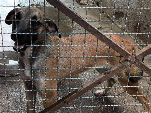 Cachorro cão para adoção Fêmea Médio  7 a 11 meses 